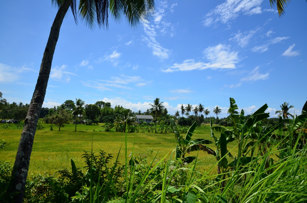 Argao house from distance with ricefields